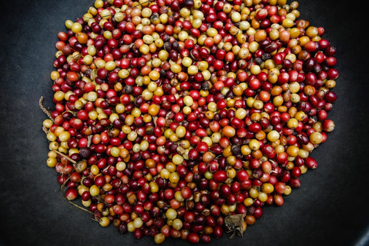 Exploring the Best Regions for Coffee Harvest Around the Globe