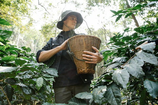 Discovering the Best Sustainable Coffee Regions in the World